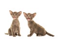 Two cute grey speaking siamese baby cats Royalty Free Stock Photo