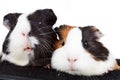 Two cute guinea pigs Royalty Free Stock Photo