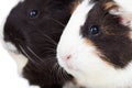 Two cute guinea pigs Royalty Free Stock Photo