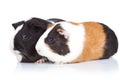 Two cute guinea pigs Royalty Free Stock Photo