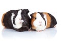 Two cute guinea pigs Royalty Free Stock Photo