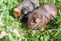 two cute guinea pigs adorable american tricolored with swirl on head in park eating grasses. Royalty Free Stock Photo