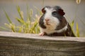 Two cute guinea pigs adorable american tricolored with swirl on head Royalty Free Stock Photo