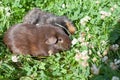 two cute guinea pigs adorable american tricolored with swirl on head in park eating grasses. Royalty Free Stock Photo