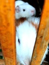 two cute guinea pigs in a cage Royalty Free Stock Photo