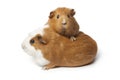 Two cute guinea Pigs isolated on white background Royalty Free Stock Photo