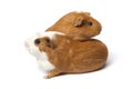 Two cute guinea Pigs isolated on white background Royalty Free Stock Photo