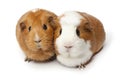 Two cute guinea Pigs isolated on white background close up Royalty Free Stock Photo