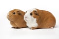 Two cute guinea Pigs isolated on white background close up Royalty Free Stock Photo