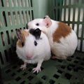 Two cute guinea pigs portrait. One scared guinea pig tries hiding behind the other one Royalty Free Stock Photo