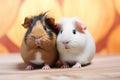 Two cute guinea pigs portrait photo. Close up furry American breed guinea pigs couple focused domestic pet lovely photo Royalty Free Stock Photo