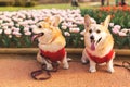 Two cute and happy corgi dogs in the park Royalty Free Stock Photo