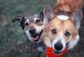 two happy the dogs sit side by side on the spring green grass and look loyally up at their owner Royalty Free Stock Photo