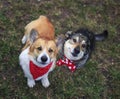 Two  happy the dogs sit side by side on the spring green grass and look loyally up at their owner Royalty Free Stock Photo