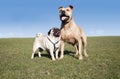 Two cute happy healthy dogs, pug and pitt bull, playing and having fun outside in park on sunny day in spring