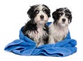 Two cute havanese puppies after bath is sitting on a blue towel Royalty Free Stock Photo