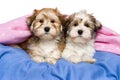 Two cute Havanese puppies are lying in a bed