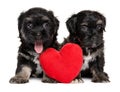 Two cute Havanese puppies sitting together with a red heart