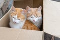 Two cute homeless white and red kitten sitting in cardboard box Royalty Free Stock Photo