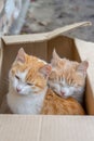 Two cute homeless white and red kitten sitting in cardboard box
