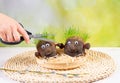 Two cute homemade grass heads and hand trimming growing hair grass.