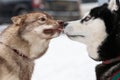 Two cute Husky dogs sniffing each other, meeting for first time. Funny pet walking before sled dog training Royalty Free Stock Photo