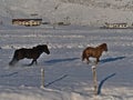 Two cute Icelandic horses with black and brown fur galloping on snow pasture covered by snow in southern Iceland. Royalty Free Stock Photo