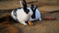 Two cute and innocent rabbit closeup with black and white spotted line, eating grass and vegetable in morning time Royalty Free Stock Photo