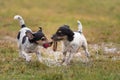 Two cute Jack Russell Terrier dogs are playing and fighting with a ball in a wet meadow snowless winter and have a lot of fun Royalty Free Stock Photo