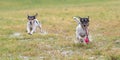 Two cute Jack Russell Terrier dogs are playing and fighting with a ball in a wet meadow snowless winter and have a lot of fun Royalty Free Stock Photo