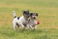 Two cute Jack Russell Terrier dogs are playing and fighting with a ball in a wet meadow snowless winter and have a lot of fun Royalty Free Stock Photo