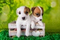 Two cute jack russell terrier puppies sitting in an Easter box Royalty Free Stock Photo