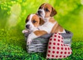 Two Cute Jack Russell Terrier Puppies Sitting In An Easter Basket