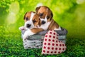 Two cute jack russell terrier puppies sitting in an Easter wicker basket