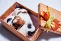 Two cute Jack Russell Terrier puppies sleeping in a gift box Royalty Free Stock Photo