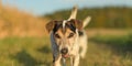 Two cute jack russell terriers dogs are walking alone on a path next to corn fields in autumn. both dogs are old 13 and 10 years Royalty Free Stock Photo