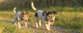 Two cute jack russell terriers dogs are walking alone on a path next to corn fields in autumn. both dogs are old 13 and 10 years Royalty Free Stock Photo