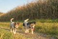 Two cute jack russell terriers dogs are walking alone on a path next to corn fields in autumn. both dogs are old 13 and 10 years Royalty Free Stock Photo