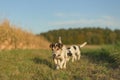 two cute jack russell terriers dogs are walking alone on a path next to corn fields in autumn. both dogs are old 13 and 10 years Royalty Free Stock Photo