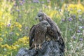 Two cute juvenile Red Kites Milvus milvus on a branch in a field with colorful flowers. Noord Brabant in the Netherlands.