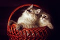 Two cute kitten Neva masquerade sitting in the basket, peeking o