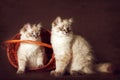 Two cute kitten Neva masquerade sitting in the basket, peeking o