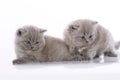 Two cute kittens Royalty Free Stock Photo