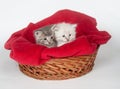 Two cute kittens in a basket Royalty Free Stock Photo