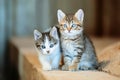 Two cute kittens with blue eyes. Royalty Free Stock Photo