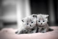 Two cute kittens cuddle each other. British Shorthair
