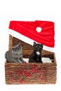 Two cute kittens, a grey and a black with white one, in a wicker basket with Christmas decoration - huge Santa hat and holly Royalty Free Stock Photo