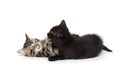 Two cute kittens playing Royalty Free Stock Photo