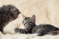 Two cute kittens playing a toy on a cream fluffy fur blanket Royalty Free Stock Photo