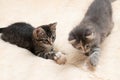 Two cute kittens playing a toy on a rope on a cream fluffy fur blanket Royalty Free Stock Photo